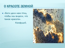 Зимующие и перелетные птицы Краснодарского края, слайд 2