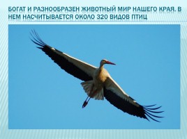 Зимующие и перелетные птицы Краснодарского края, слайд 3