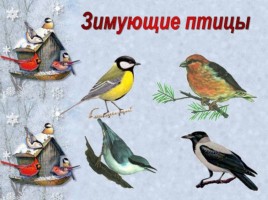 Зимующие и перелетные птицы Краснодарского края, слайд 5