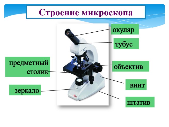 Увеличительным прибором является микроскоп штатив предметный столик тубус