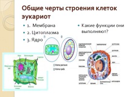 Строение клеток растений, животных, грибов - Вирусы, слайд 10