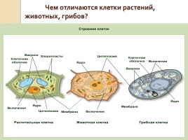Строение клеток растений, животных, грибов - Вирусы, слайд 11
