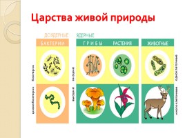 Строение клеток растений, животных, грибов - Вирусы, слайд 5