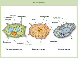 Строение клеток растений, животных, грибов - Вирусы, слайд 9
