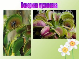 Проект «Необычные растения», слайд 3