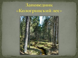 Заповедник «Кологривский лес», слайд 1