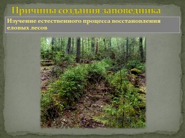 Заповедник «Кологривский лес», слайд 10
