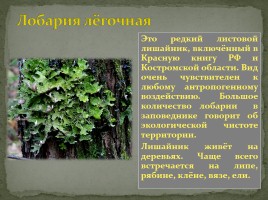 Заповедник «Кологривский лес», слайд 12