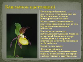 Заповедник «Кологривский лес», слайд 13
