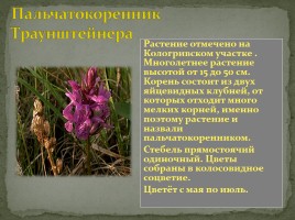 Заповедник «Кологривский лес», слайд 14