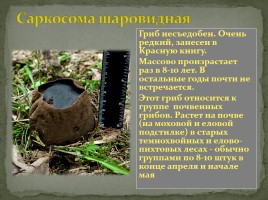 Заповедник «Кологривский лес», слайд 16