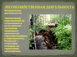 Заповедник «Кологривский лес», слайд 23