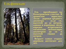 Заповедник «Кологривский лес», слайд 5