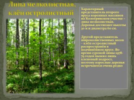 Кологривский лес презентация