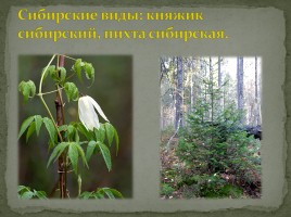 Заповедник «Кологривский лес», слайд 9