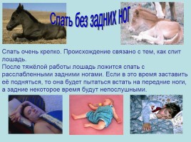 Творческий проект ученика по русскому языку «Фразеологизмы», слайд 13