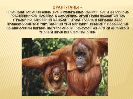 Вымирающие животные, слайд 15