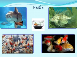 Разнообразие животных, слайд 14
