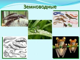 Разнообразие животных, слайд 17