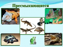 Разнообразие животных, слайд 19