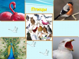 Разнообразие животных, слайд 21
