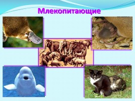 Разнообразие животных, слайд 23