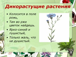 Культурные и дикорастущие растения, слайд 12