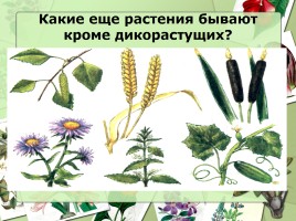 Культурные и дикорастущие растения, слайд 14
