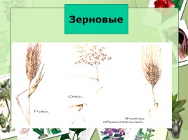 Культурные и дикорастущие растения, слайд 16