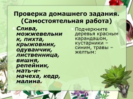 Культурные и дикорастущие растения, слайд 2