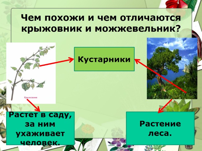 Внимательно рассмотрите представленные образцы дикорастущих растений