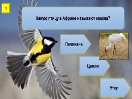 Игра с выбором ответа «Все о птицах», слайд 24