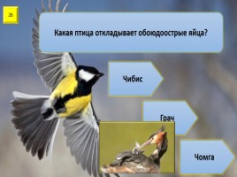 Игра с выбором ответа «Все о птицах», слайд 27