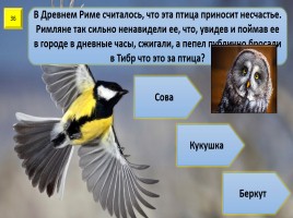 Игра с выбором ответа «Все о птицах», слайд 37