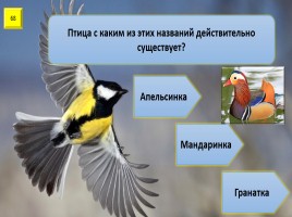 Игра с выбором ответа «Все о птицах», слайд 69