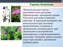 Каталог лекарственных растений хутора Туркинский Белоглинского района Краснодарского края, слайд 8
