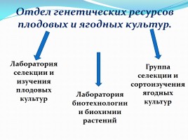 Крымская селекционная станция, слайд 7