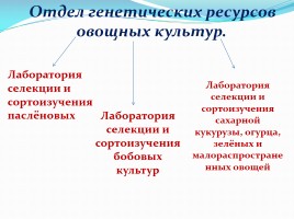 Крымская селекционная станция, слайд 8
