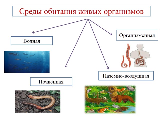 Среда обитания 5 класс биология презентация