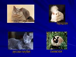 Про кошек и собак - Окружающий мир 2 класс, слайд 8