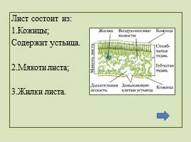 Внутреннее строение листа, слайд 5