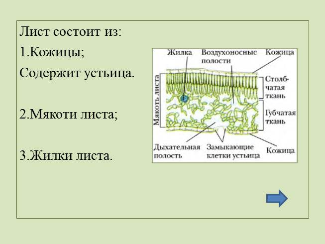 Внутреннее строение листа таблица