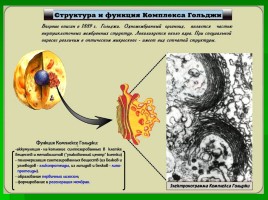 Главные части и органоиды клеток, слайд 7
