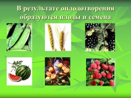 Размножение и оплодотворение у растений, слайд 10