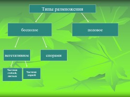 Размножение и оплодотворение у растений, слайд 11