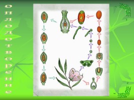 Размножение и оплодотворение у растений, слайд 8