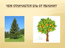 Дикорастущие и культурные растения, слайд 3