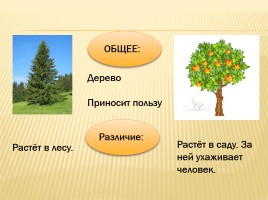 Дикорастущие и культурные растения, слайд 4