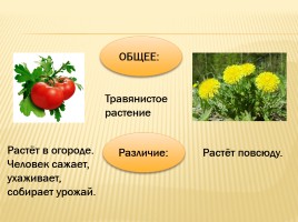Дикорастущие и культурные растения, слайд 8