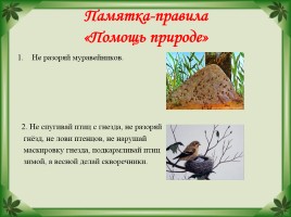 Красная книга Ярославской области, слайд 11